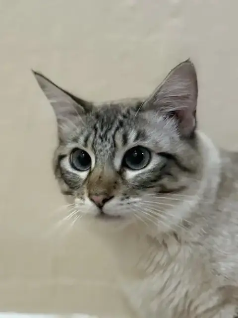 Cleo