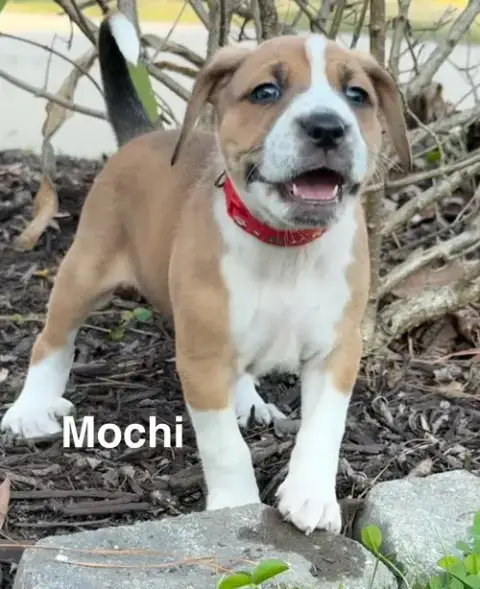 Mochi photo 5