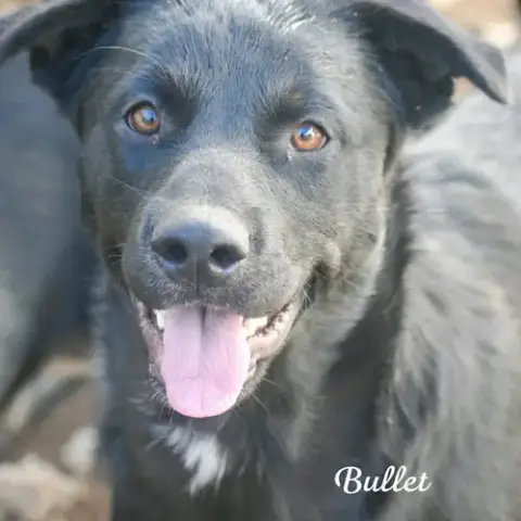 Bullet