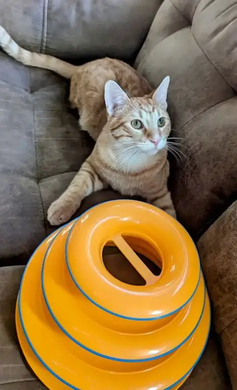 Cheddar photo 3