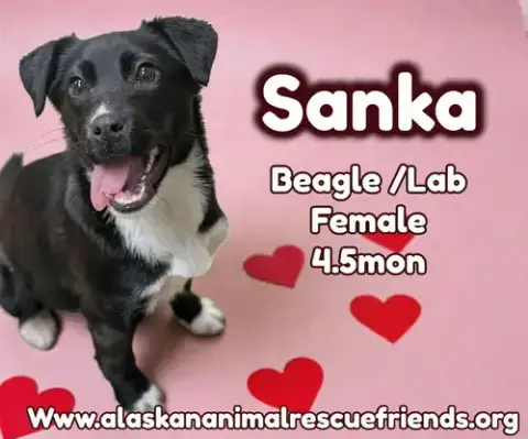 Sanka photo 2