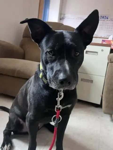 Jasper