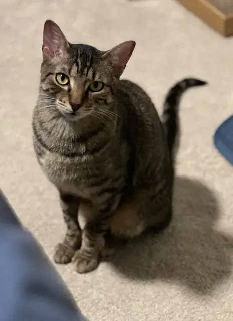 Romeo