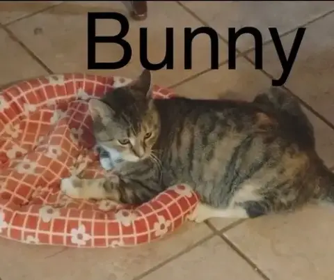 Bunny photo 2