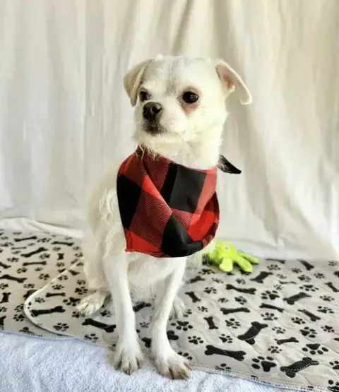 Charlie photo 4