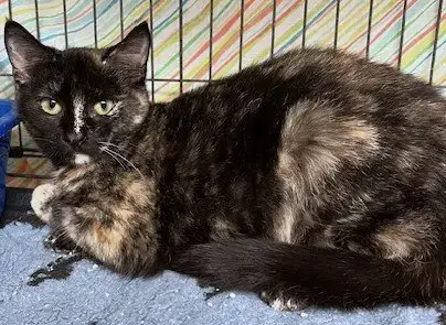 Snickers