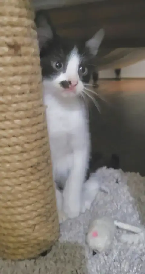 Cookie Jar Kittens! photo 3