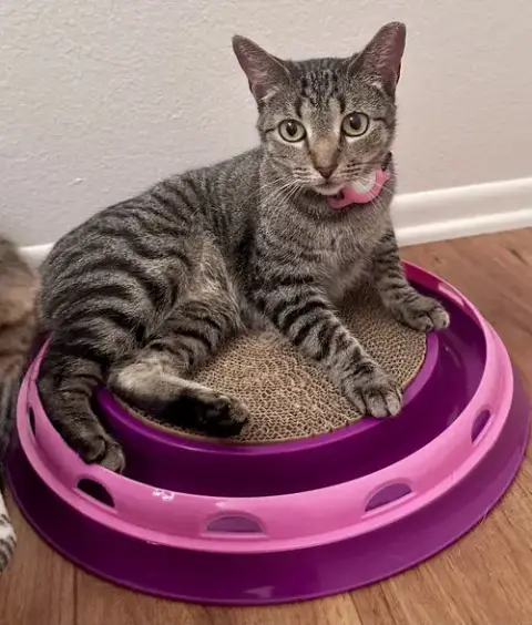 Phoebe photo 2