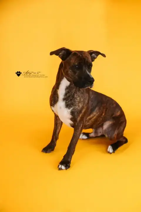 Sheldon-$75 Adoption Fee! Diamond Dog!