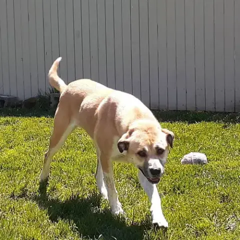 Gracie photo 5