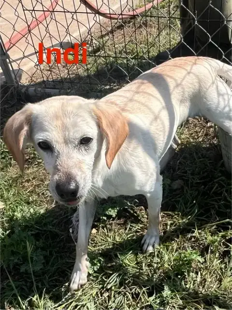 Indi photo 2