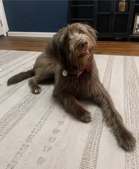 Sniggle-Fritz