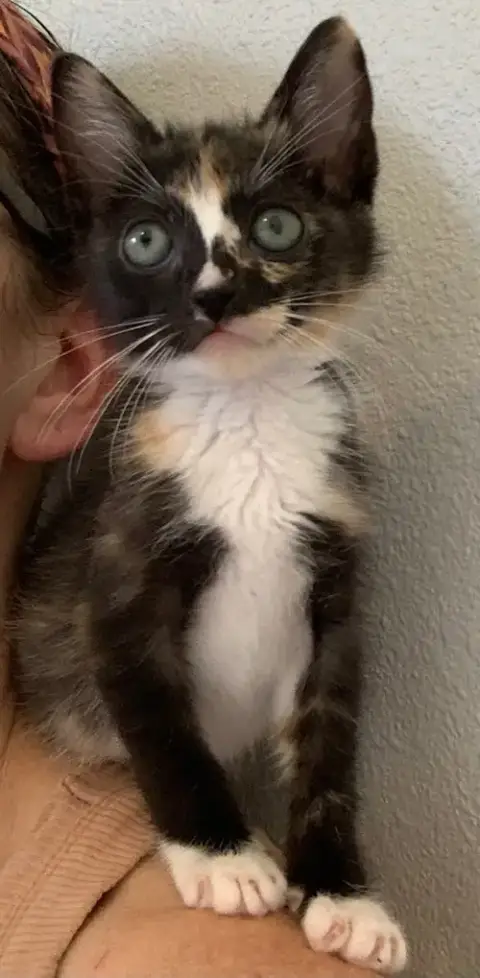 Pebbles