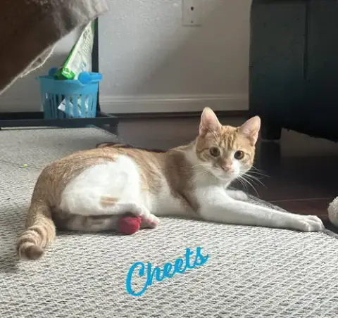Cheets #Bestie-Of-Cheeto