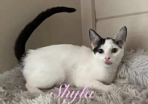 Shyla photo 4