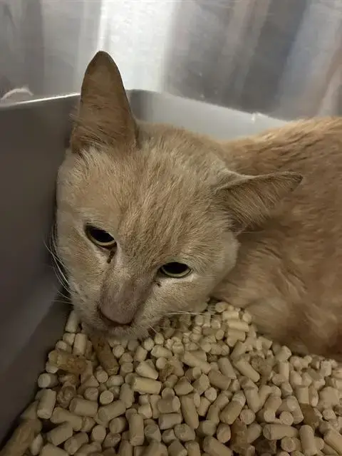 Linus