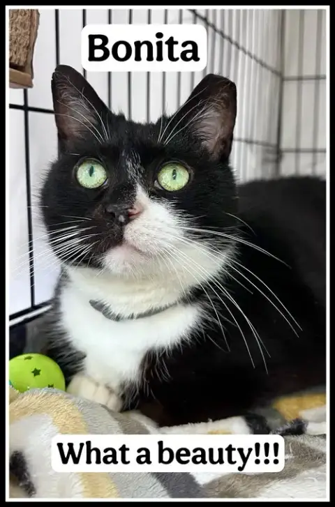 Bonita