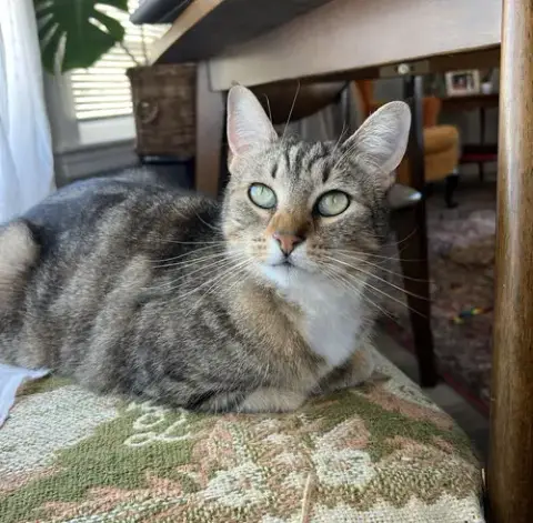 Tiki photo 2