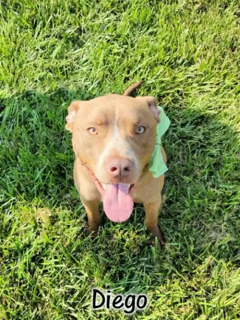 Diego