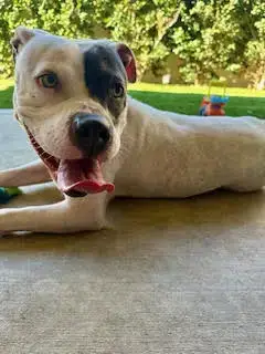 Trixie photo 4