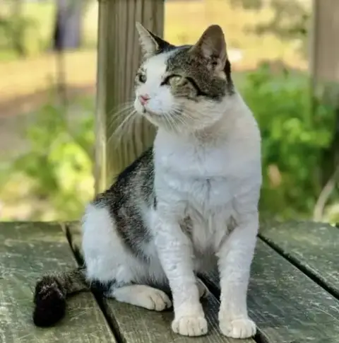 Otis Fiv(+) photo 2