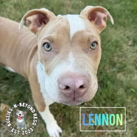 Litter Of 6: Lennon photo 4