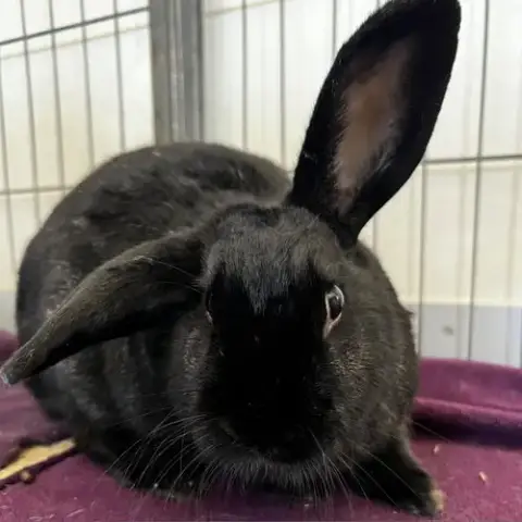 Lady Bunny