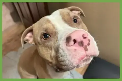 Maximus