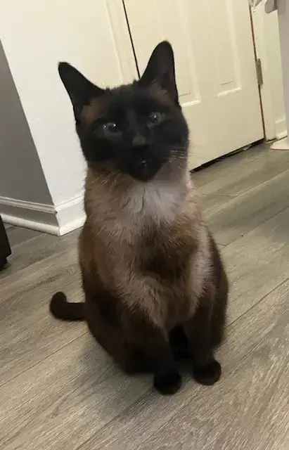 Maya- Chocolate Point!