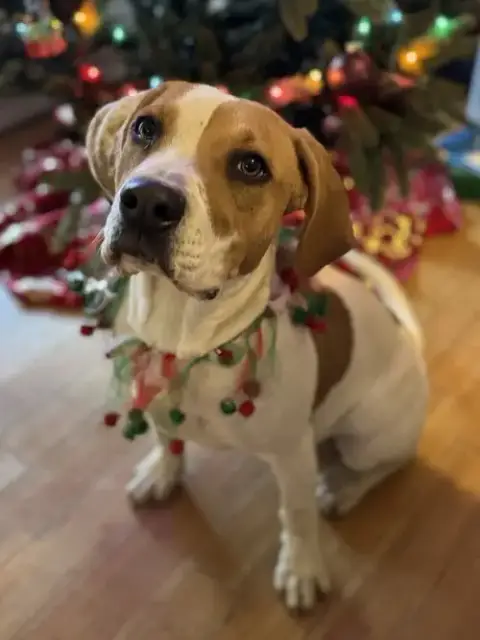 Buddy photo 2