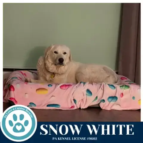 Snow White 041826 photo 2