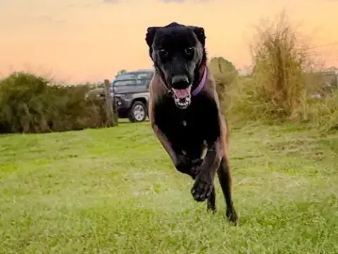 Scout photo 2