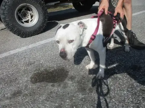 Tyson