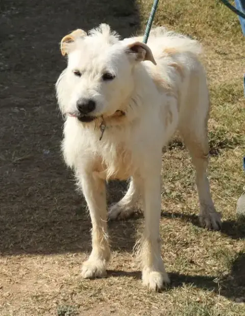 Jazz photo 3