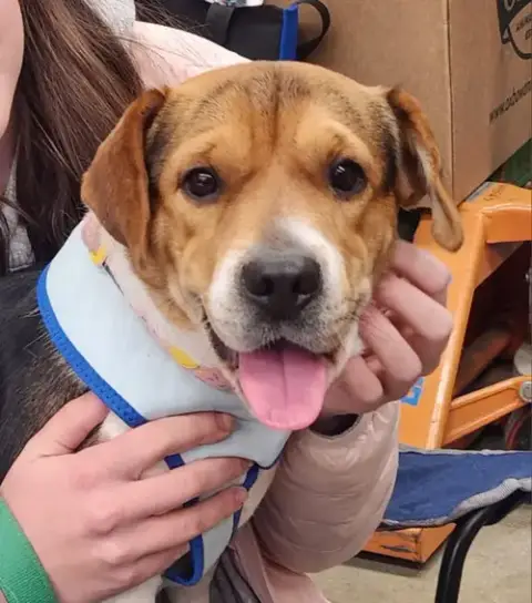 Honey *Adoption Pending* photo 4