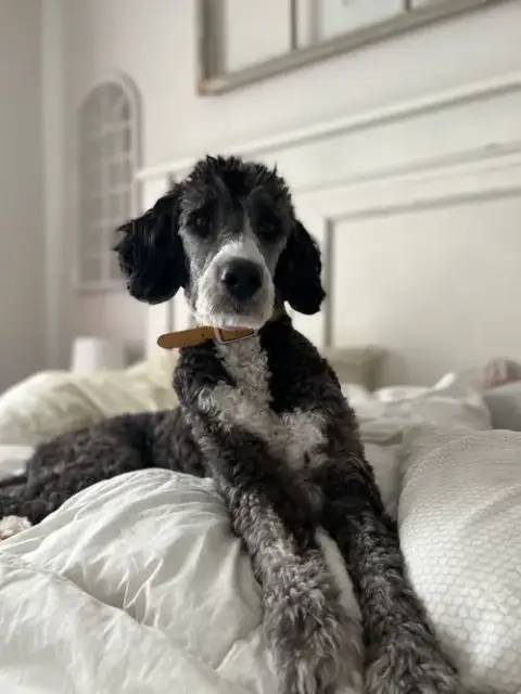 Flynn