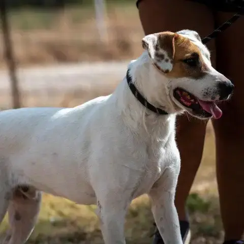 Wishbone Jum photo 2