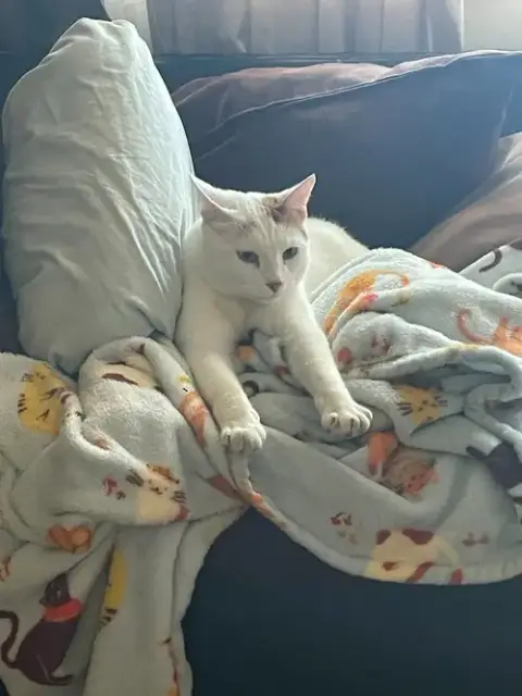Milo photo 2