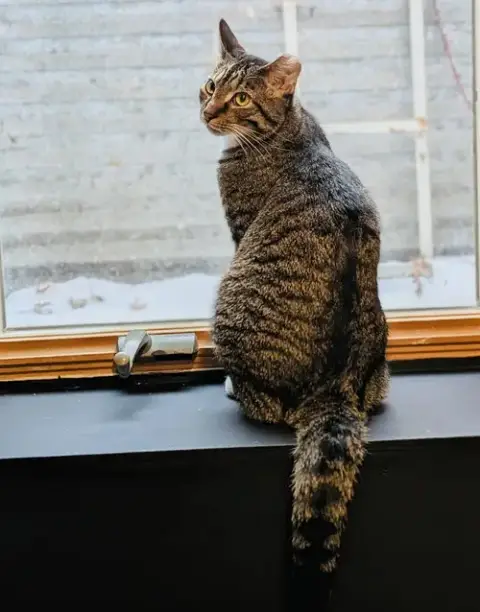Lucky Louie photo 2