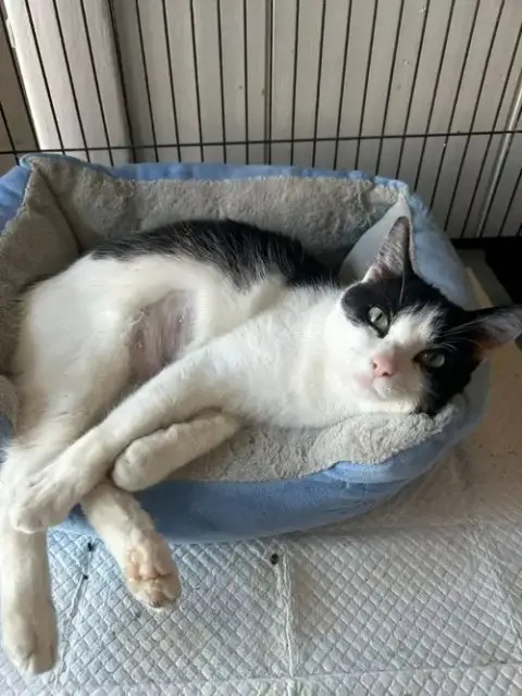 Viola photo 2