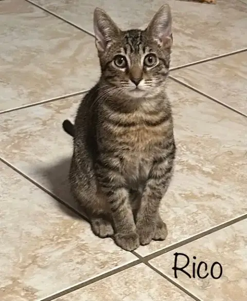 Rico
