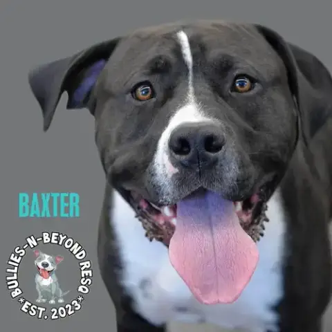 Baxter photo 4