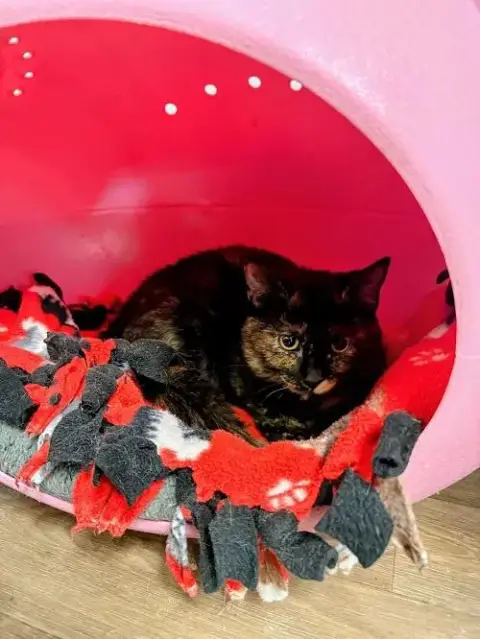 Kitten 27523