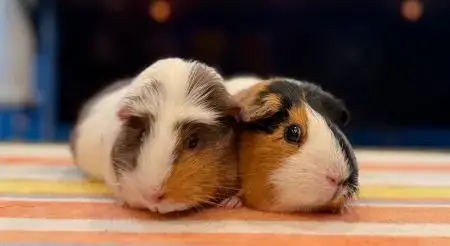 Fiona & Daisy