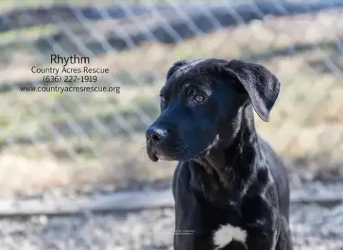 Rhythm photo 3