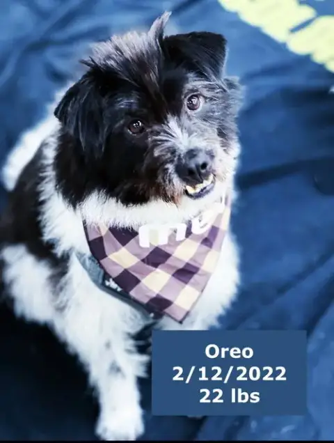 Oreo photo 3