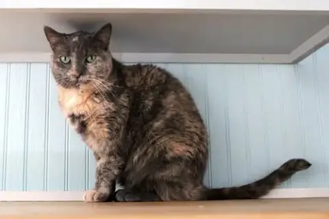 Lulu