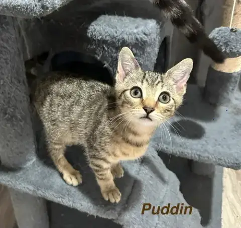 Ss Kitties photo 3