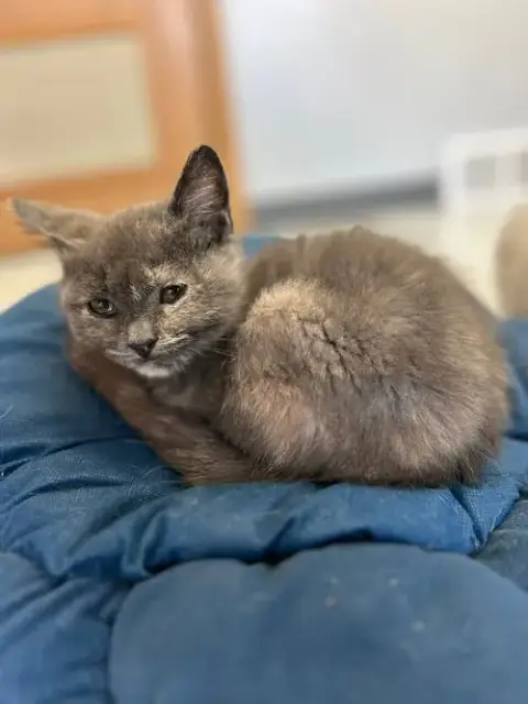 Pecan *Special Needs* photo 4