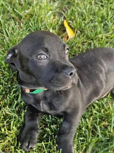 Puppy Elvis photo 3